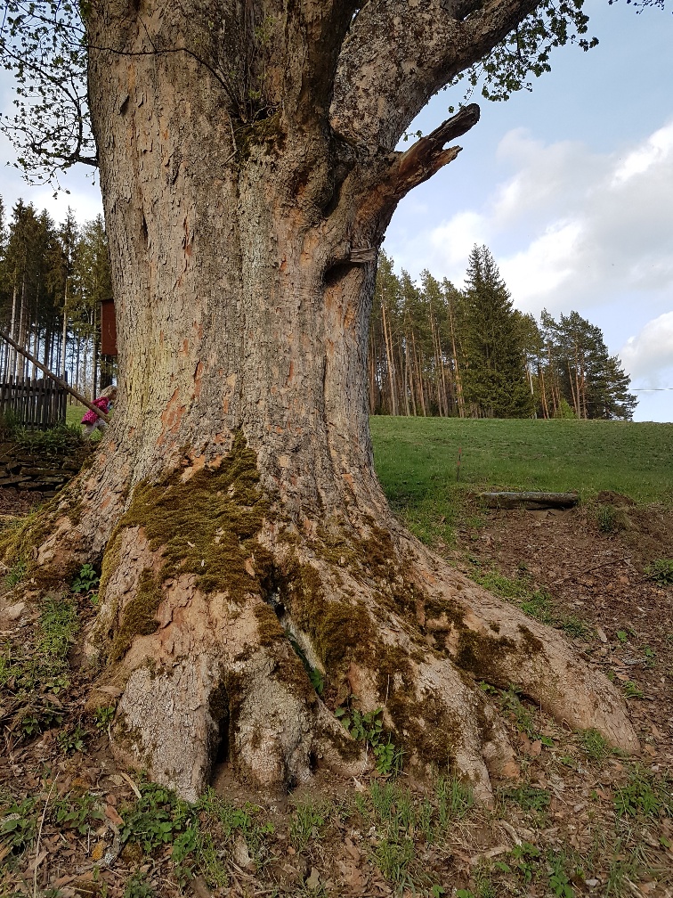 památný strom_okolí